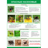 2003 Плакат Опасные насекомые